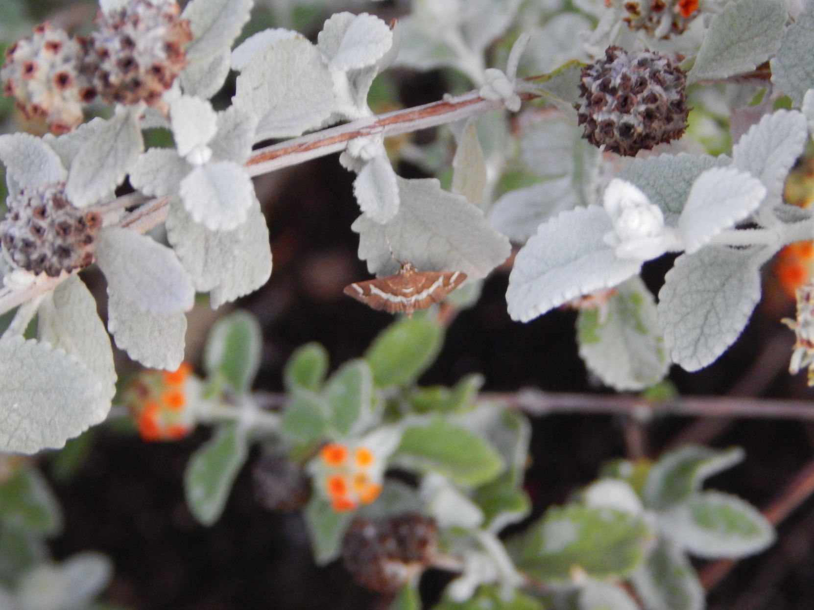 Hawaiian Beet Webworm Moth